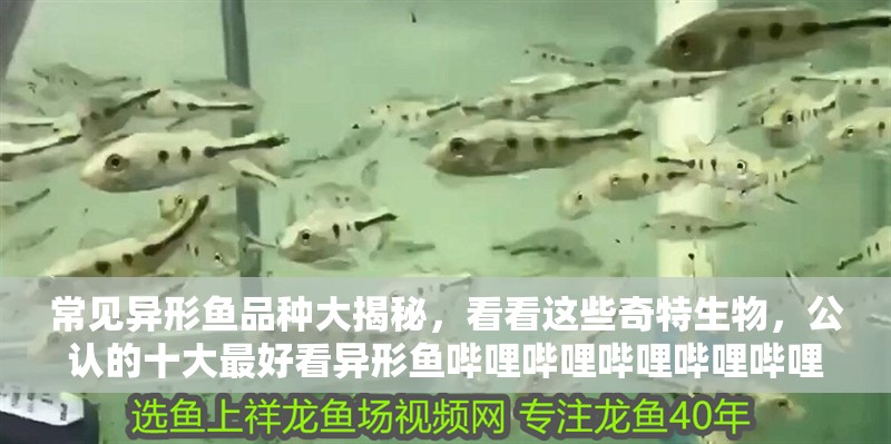 常見異形魚品種大揭秘，看看這些奇特生物，公認的十大最好看異形魚嗶哩嗶哩嗶哩嗶哩嗶哩嗶哩大揭秘