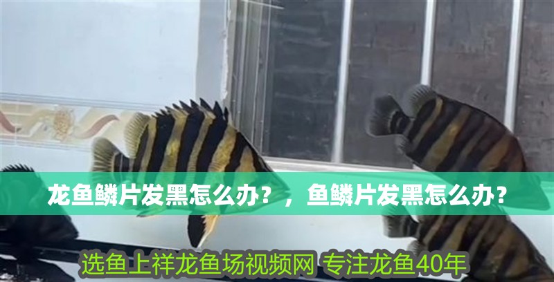 龍魚鱗片發黑怎么辦？，魚鱗片發黑怎么辦？