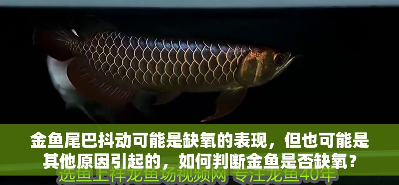 金魚尾巴抖動可能是缺氧的表現，但也可能是其他原因引起的，如何判斷金魚是否缺氧？