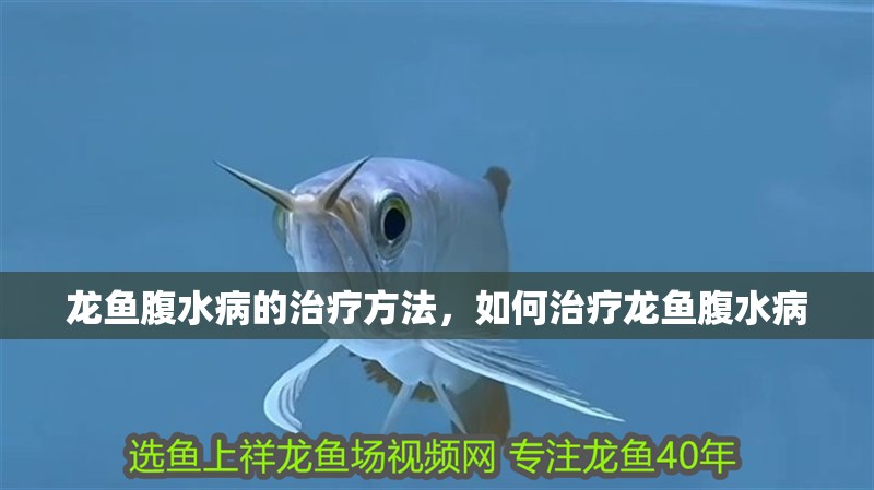 龍魚腹水病的治療方法，如何治療龍魚腹水病