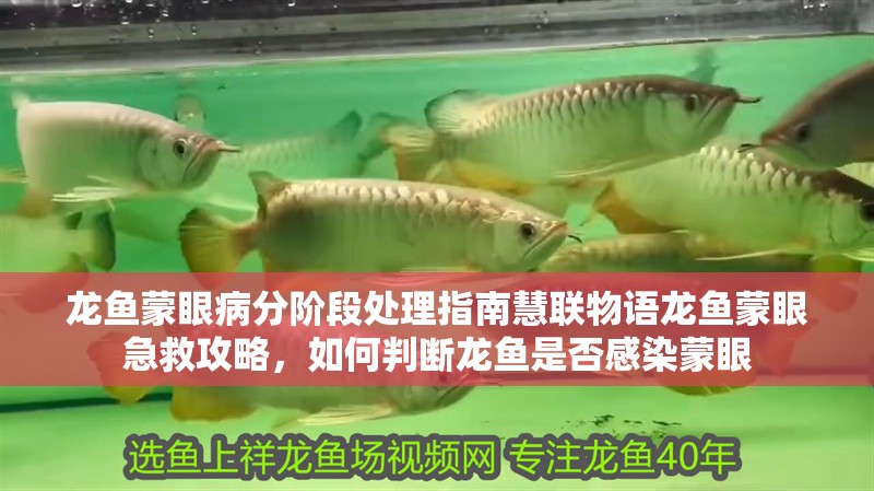龍魚蒙眼病分階段處理指南慧聯物語龍魚蒙眼急救攻略，如何判斷龍魚是否感染蒙眼