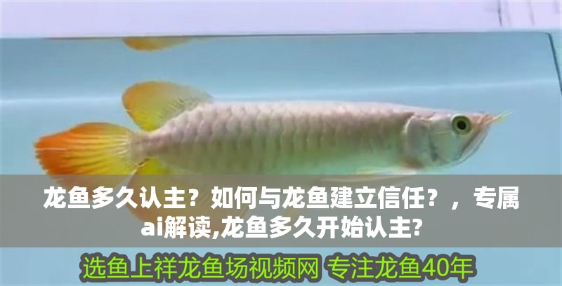 龍魚多久認主？如何與龍魚建立信任？，專屬ai解讀,龍魚多久開始認主?