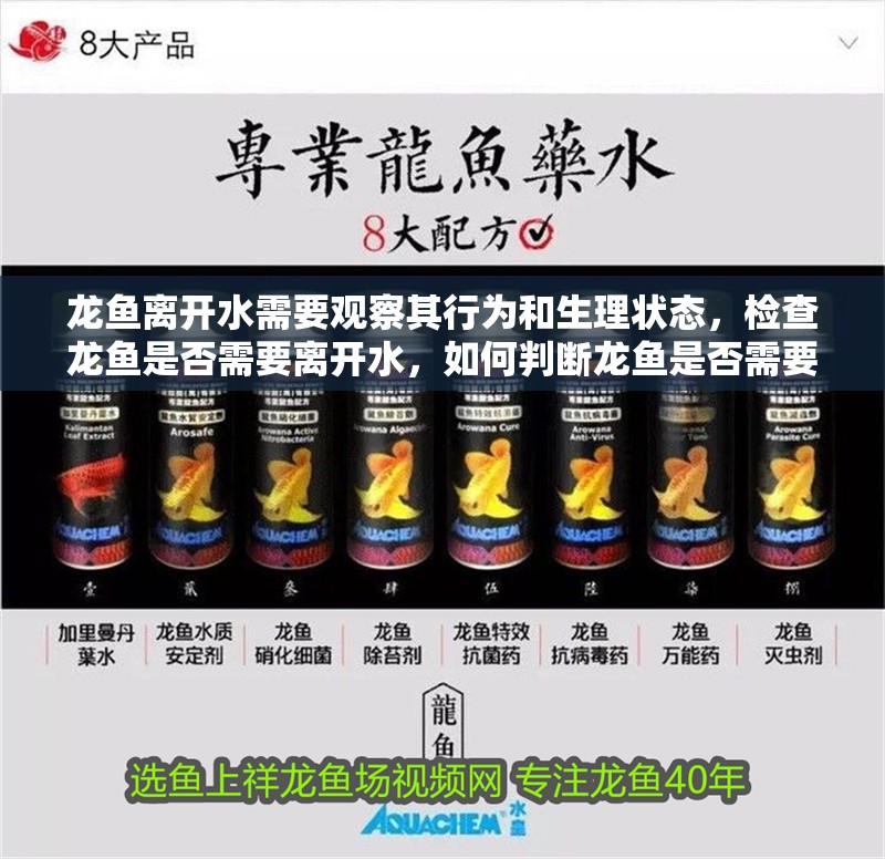 龍魚離開水需要觀察其行為和生理狀態，檢查龍魚是否需要離開水，如何判斷龍魚是否需要離開水