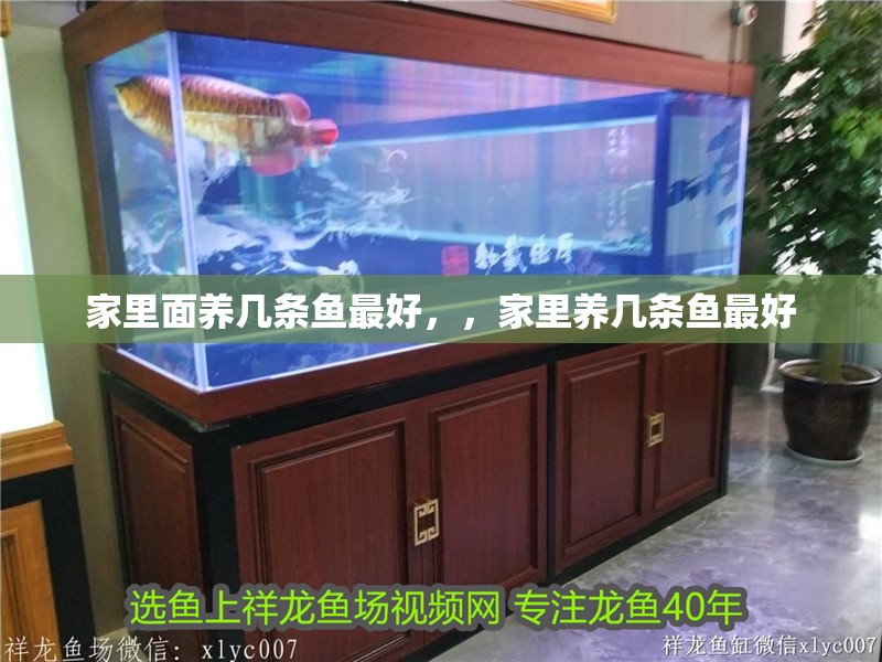 家里面養幾條魚最好,,家里養幾條魚最好 觀賞魚百科 第2張 家里面養幾條魚最好,,家里養幾條魚最好 家里面養幾條魚最好,,家里養幾條魚最好 觀賞魚百科 第2張