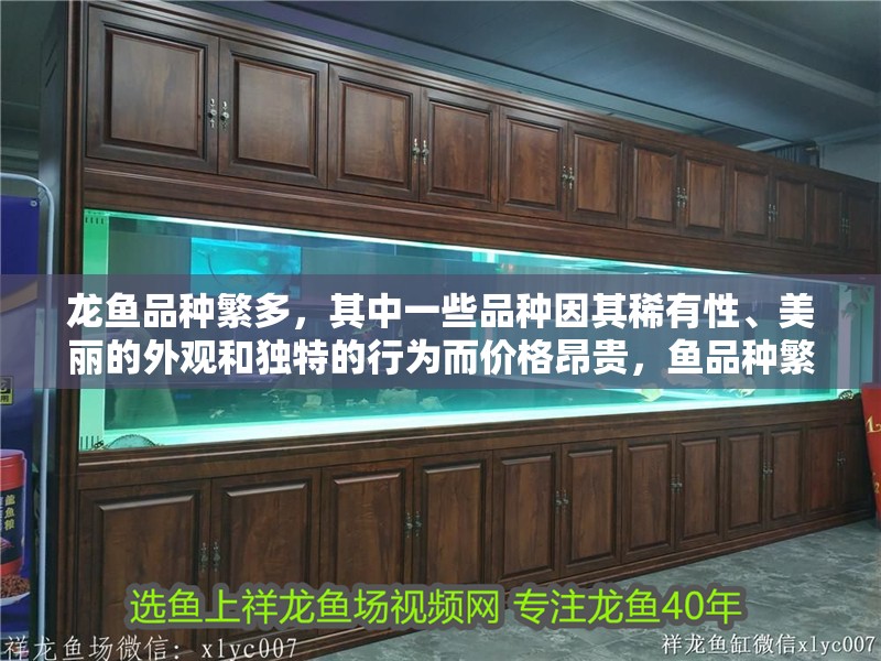 龍魚品種繁多，其中一些品種因其稀有性、美麗的外觀和獨(dú)特的行為而價(jià)格昂貴，魚品種繁多，其中一些品種因其稀有性、美麗的外觀和獨(dú)特的行為而價(jià)格昂貴