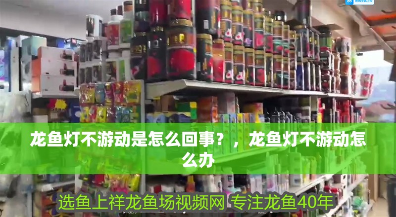 龍魚燈不游動(dòng)是怎么回事？，龍魚燈不游動(dòng)怎么辦