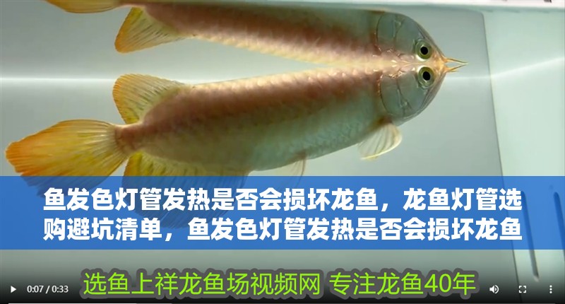 魚發色燈管發熱是否會損壞龍魚，龍魚燈管選購避坑清單，魚發色燈管發熱是否會損壞龍魚