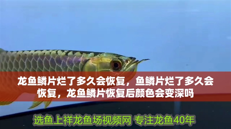 龍魚鱗片爛了多久會恢復，魚鱗片爛了多久會恢復，龍魚鱗片恢復后顏色會變深嗎