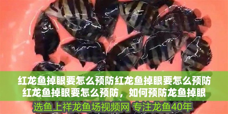 紅龍魚掉眼要怎么預防紅龍魚掉眼要怎么預防紅龍魚掉眼要怎么預防，如何預防龍魚掉眼