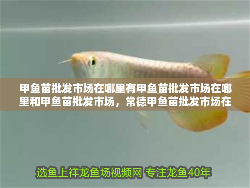 甲魚苗批發市場在哪里有甲魚苗批發市場在哪里和甲魚苗批發市場，常德甲魚苗批發市場在哪里 甲魚苗批發市場在哪里有甲魚苗批發市場在哪里和甲魚苗批發市場，常德甲魚苗批發市場在哪里 觀賞魚百科 第2張