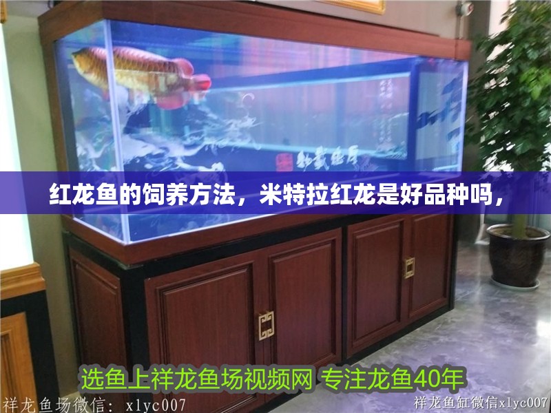 紅龍魚(yú)的飼養(yǎng)方法，米特拉紅龍是好品種嗎，
