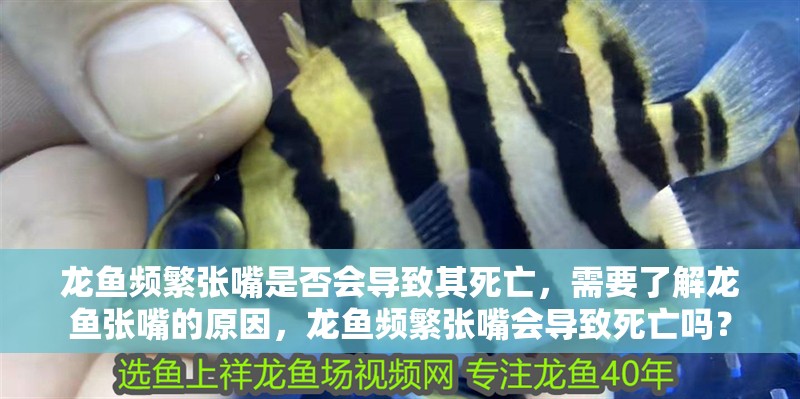 龍魚頻繁張嘴是否會導致其死亡，需要了解龍魚張嘴的原因，龍魚頻繁張嘴會導致死亡嗎？