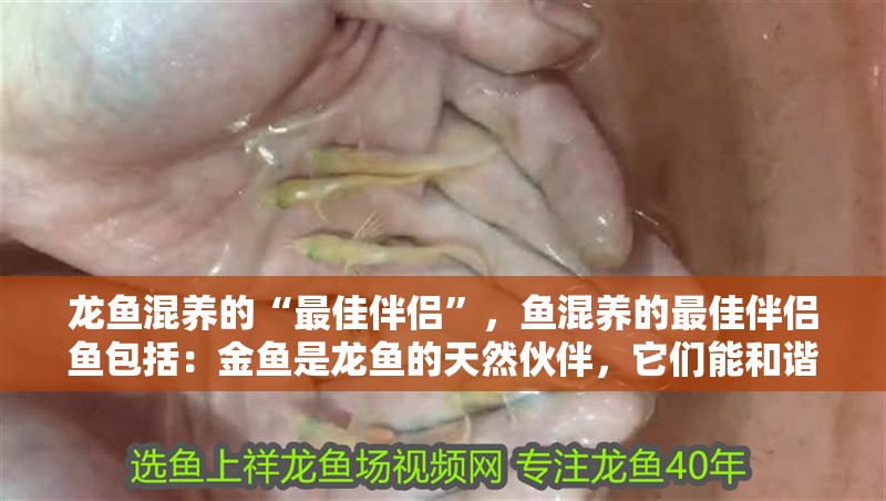 龍魚混養(yǎng)的“最佳伴侶”，魚混養(yǎng)的最佳伴侶魚包括：金魚是龍魚的天然伙伴，它們能和諧相處