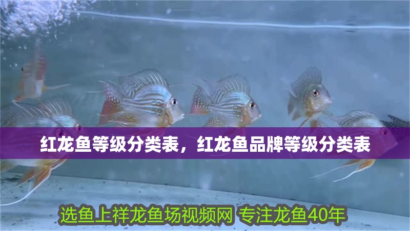 紅龍魚等級分類表，紅龍魚品牌等級分類表
