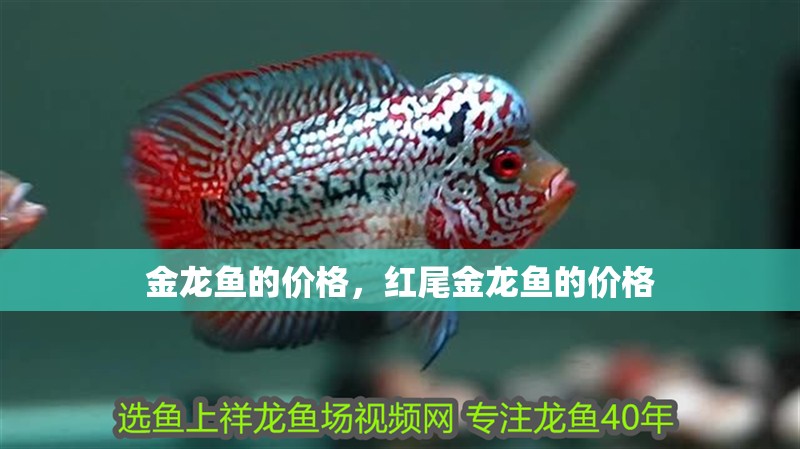 金龍魚的價格，紅尾金龍魚的價格