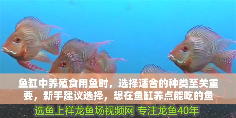 魚缸中養殖食用魚時，選擇適合的種類至關重要，新手建議選擇，想在魚缸養點能吃的魚