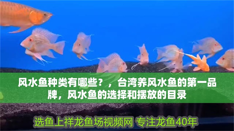 風水魚種類有哪些？，臺灣養風水魚的第一品牌，風水魚的選擇和擺放的目錄