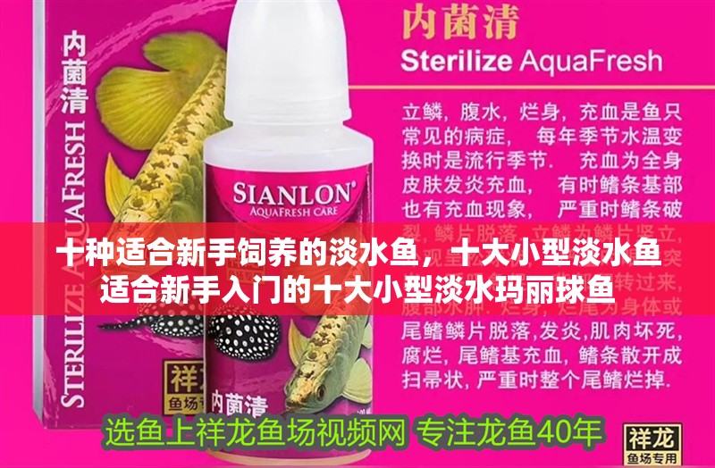 十種適合新手飼養的淡水魚，十大小型淡水魚適合新手入門的十大小型淡水瑪麗球魚 十種適合新手飼養的淡水魚，十大小型淡水魚適合新手入門的十大小型淡水瑪麗球魚 觀賞魚百科 第7張