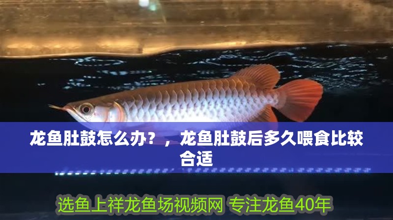 龍魚肚鼓怎么辦？，龍魚肚鼓后多久喂食比較合適