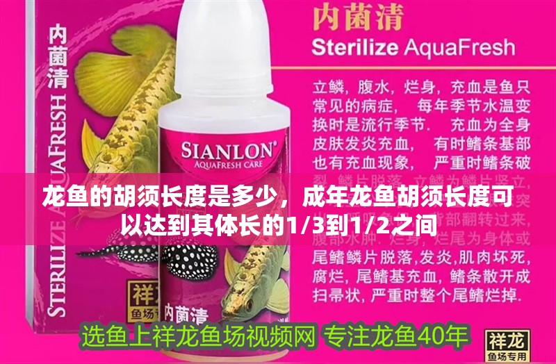 龍魚的胡須長度是多少，成年龍魚胡須長度可以達到其體長的1/3到1/2之間