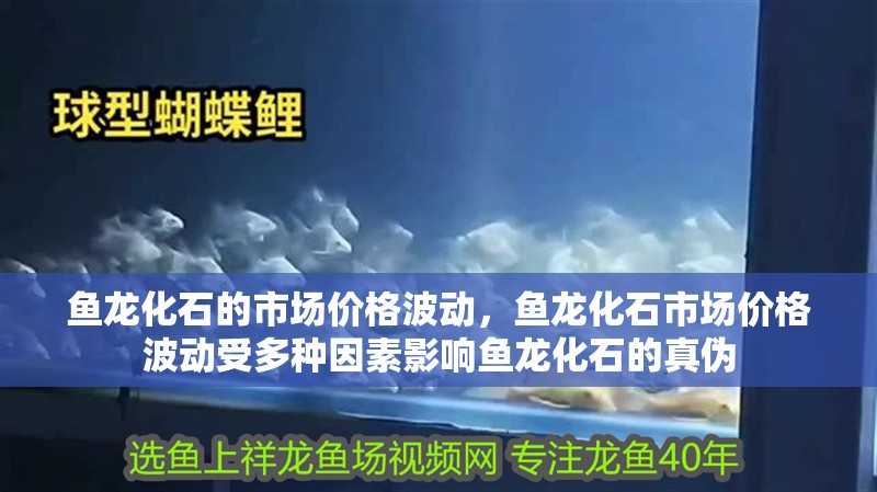 魚龍化石的市場價格波動，魚龍化石市場價格波動受多種因素影響魚龍化石的真偽