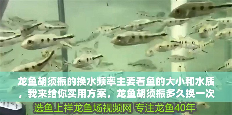 龍魚胡須振的換水頻率主要看魚的大小和水質，我來給你實用方案，龍魚胡須振多久換一次水？