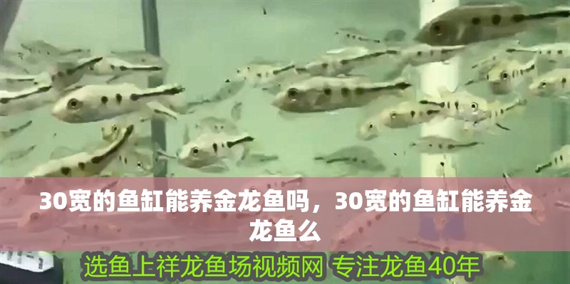30寬的魚缸能養(yǎng)金龍魚嗎，30寬的魚缸能養(yǎng)金龍魚么 30寬的魚缸能養(yǎng)金龍魚嗎，30寬的魚缸能養(yǎng)金龍魚么 觀賞魚百科