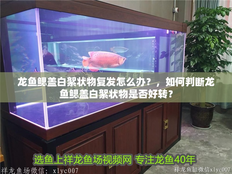 龍魚鰓蓋白絮狀物復發怎么辦？，如何判斷龍魚鰓蓋白絮狀物是否好轉？