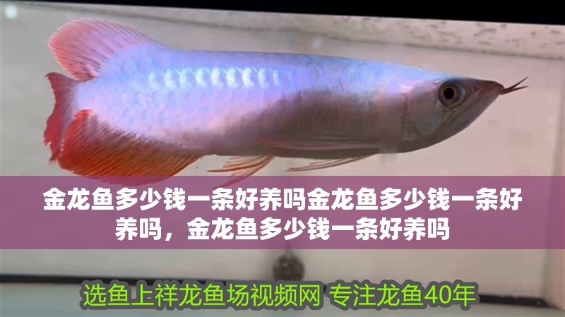 金龍魚多少錢一條好養嗎金龍魚多少錢一條好養嗎,金龍魚多少錢一條好養嗎 觀賞魚百科 第2張 金龍魚多少錢一條好養嗎金龍魚多少錢一條好養嗎,金龍魚多少錢一條好養嗎 金龍魚多少錢一條好養嗎金龍魚多少錢一條好養嗎,金龍魚多少錢一條好養嗎 觀賞魚百科 第2張