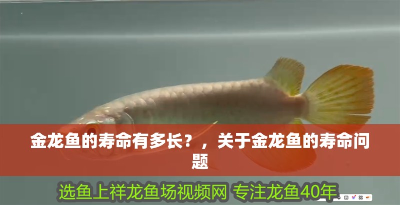 金龍魚的壽命有多長(zhǎng)？，關(guān)于金龍魚的壽命問題