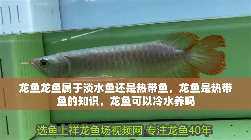 龍魚龍魚屬于淡水魚還是熱帶魚，龍魚是熱帶魚的知識，龍魚可以冷水養嗎