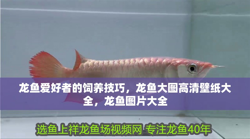 龍魚愛好者的飼養技巧，龍魚大圖高清壁紙大全，龍魚圖片大全