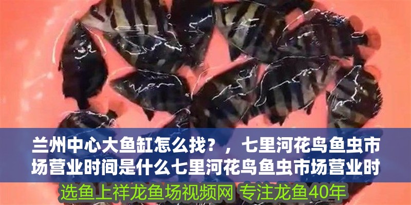 蘭州中心大魚缸怎么找？，七里河花鳥魚蟲市場營業(yè)時間是什么七里河花鳥魚蟲市場營業(yè)時間