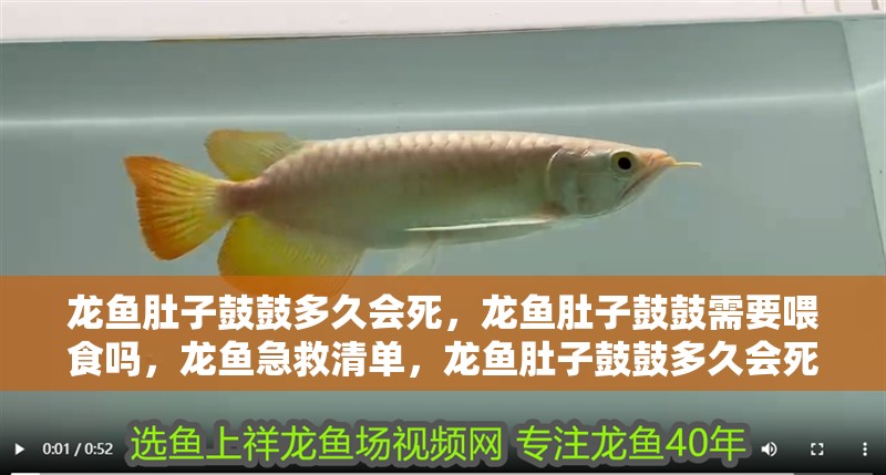 龍魚肚子鼓鼓多久會死，龍魚肚子鼓鼓需要喂食嗎，龍魚急救清單，龍魚肚子鼓鼓多久會死
