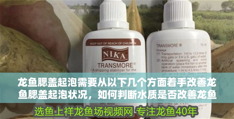 龍魚腮蓋起泡需要從以下幾個方面著手改善龍魚腮蓋起泡狀況，如何判斷水質是否改善龍魚腮蓋起泡？