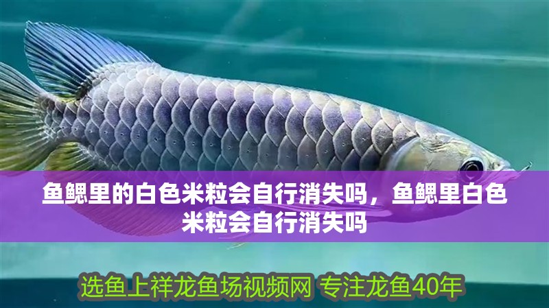 魚鰓里的白色米粒會自行消失嗎，魚鰓里白色米粒會自行消失嗎