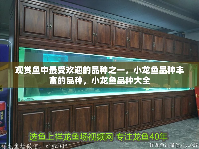 觀(guān)賞魚(yú)中最受歡迎的品種之一，小龍魚(yú)品種豐富的品種，小龍魚(yú)品種大全
