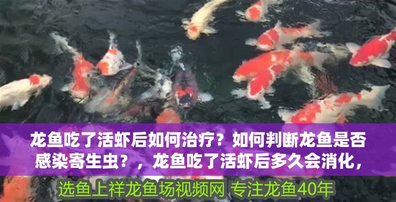 龍魚(yú)吃了活蝦后如何治療？如何判斷龍魚(yú)是否感染寄生蟲(chóng)？，龍魚(yú)吃了活蝦后多久會(huì)消化，