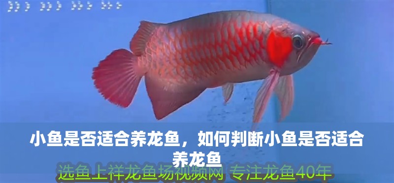 小魚是否適合養龍魚，如何判斷小魚是否適合養龍魚