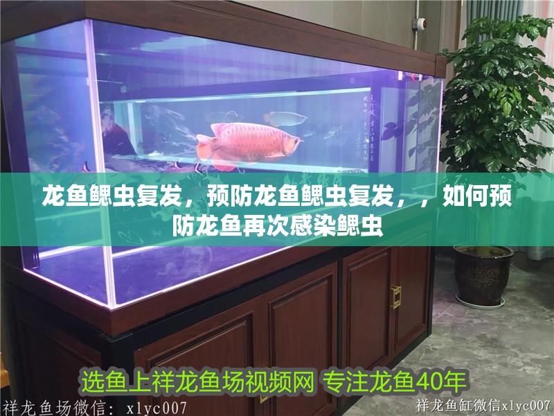 龍魚鰓蟲復發，預防龍魚鰓蟲復發，，如何預防龍魚再次感染鰓蟲 龍魚鰓蟲復發，預防龍魚鰓蟲復發，，如何預防龍魚再次感染鰓蟲 龍魚百科