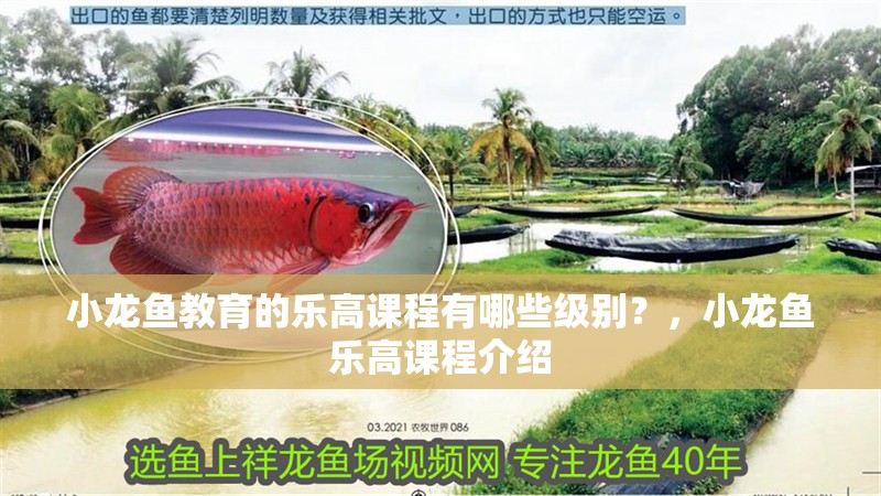 小龍魚教育的樂(lè)高課程有哪些級(jí)別？，小龍魚樂(lè)高課程介紹