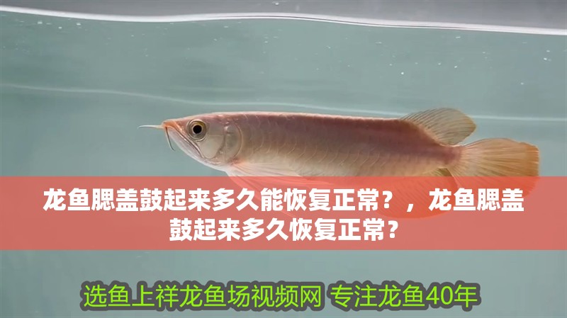 龍魚腮蓋鼓起來多久能恢復正常？，龍魚腮蓋鼓起來多久恢復正常？