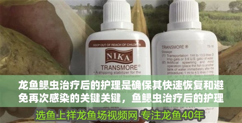 龍魚(yú)鰓蟲(chóng)治療后的護(hù)理是確保其快速恢復(fù)和避免再次感染的關(guān)鍵關(guān)鍵，魚(yú)鰓蟲(chóng)治療后的護(hù)理是確保其快速恢復(fù)和避免再次感染的關(guān)鍵