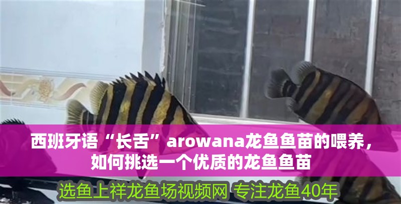 西班牙語“長舌”arowana龍魚魚苗的喂養，如何挑選一個優質的龍魚魚苗