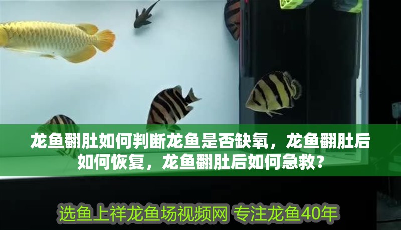 龍魚翻肚如何判斷龍魚是否缺氧，龍魚翻肚后如何恢復，龍魚翻肚后如何急救？