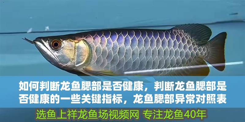 如何判斷龍魚腮部是否健康，判斷龍魚腮部是否健康的一些關鍵指標，龍魚腮部異常對照表
