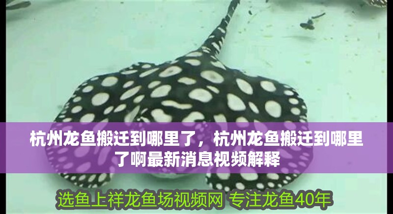 杭州龍魚搬遷到哪里了，杭州龍魚搬遷到哪里了啊最新消息視頻解釋