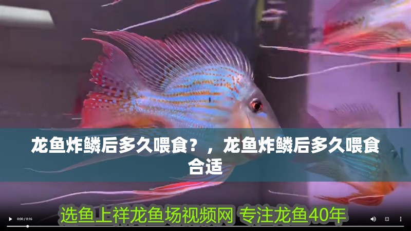 龍魚炸鱗后多久喂食？，龍魚炸鱗后多久喂食合適