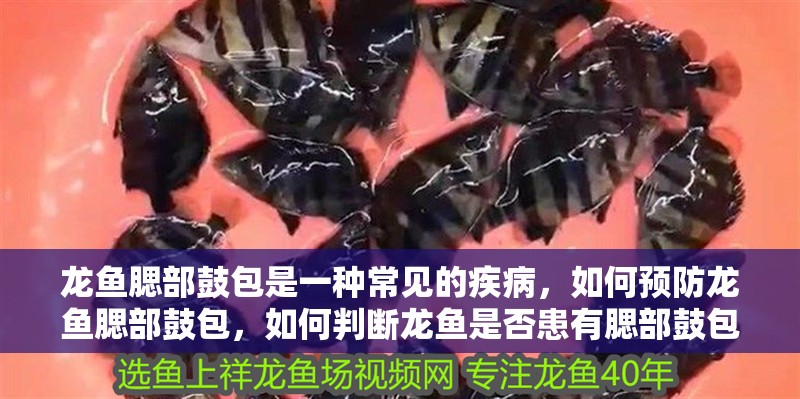 龍魚腮部鼓包是一種常見的疾病，如何預防龍魚腮部鼓包，如何判斷龍魚是否患有腮部鼓包？