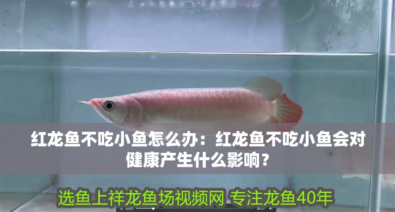 紅龍魚不吃小魚怎么辦：紅龍魚不吃小魚會對健康產(chǎn)生什么影響？